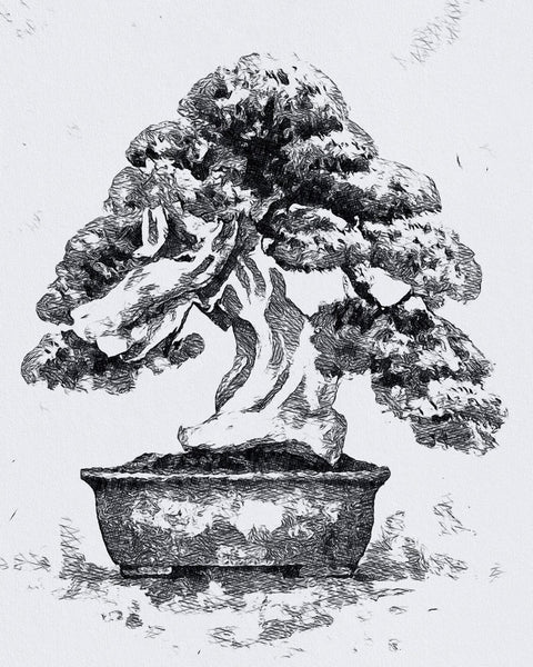 《标记时间的绿色宇宙：盆景的历史与美学》 